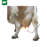 ÉPILATEUR THERMIQUE – Image 2